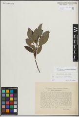 Foto von Salix myrsinifolia Salisb. x Salix phylicifolia L.